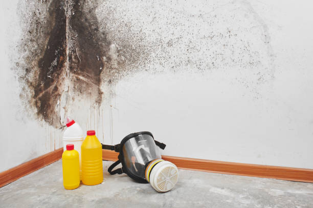 Best Emergency Mold Removal  in Kerrville, TX