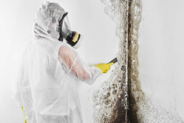 Best Mold Inspection  in Kerrville, TX