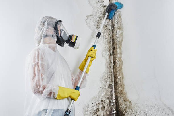 Best Affordable Mold Removal  in Kerrville, TX
