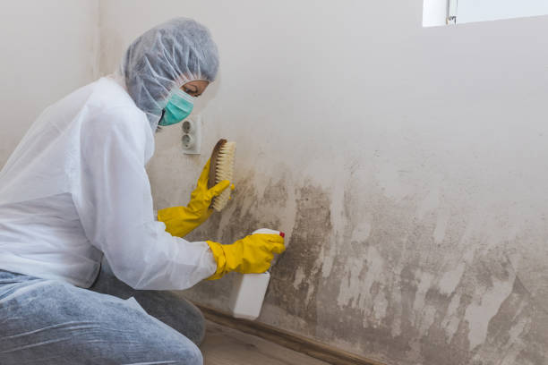 Best Certified Mold Removal  in Kerrville, TX