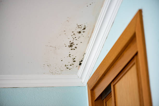 Best Mold Cleaning Services  in Kerrville, TX