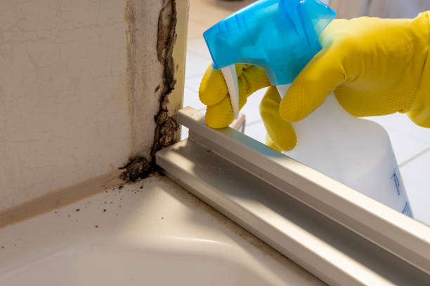 Certified Mold Removal in Kerrville, TX