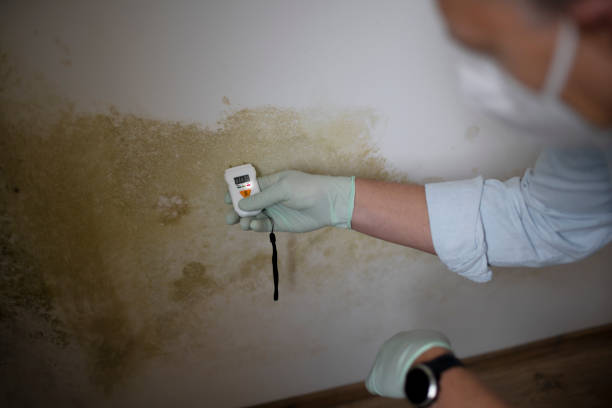 Best Commercial Mold Removal  in Kerrville, TX