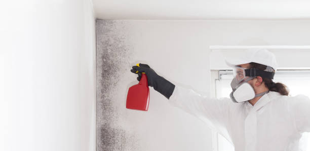 Trusted Kerrville, TX Mold Removal Experts