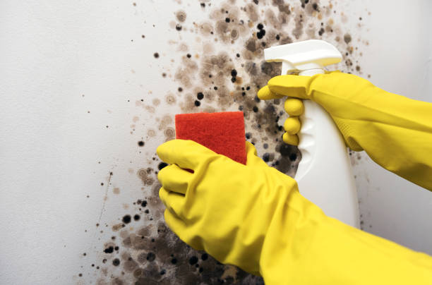 Best Residential Mold Removal  in Kerrville, TX