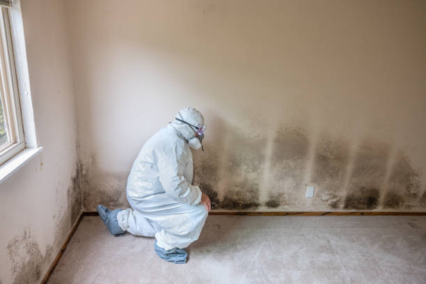 Best Mold Remediation Services  in Kerrville, TX