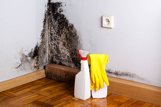 Best Mold Damage Repair  in Kerrville, TX