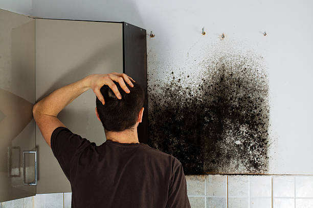 Best Mold Removal Specialists  in Kerrville, TX