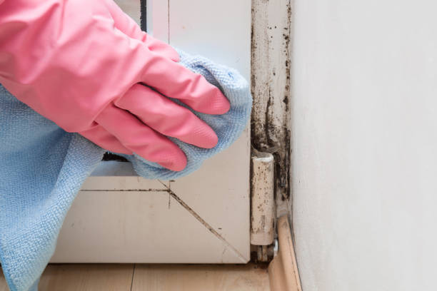 Best Local Mold Removal Service  in Kerrville, TX