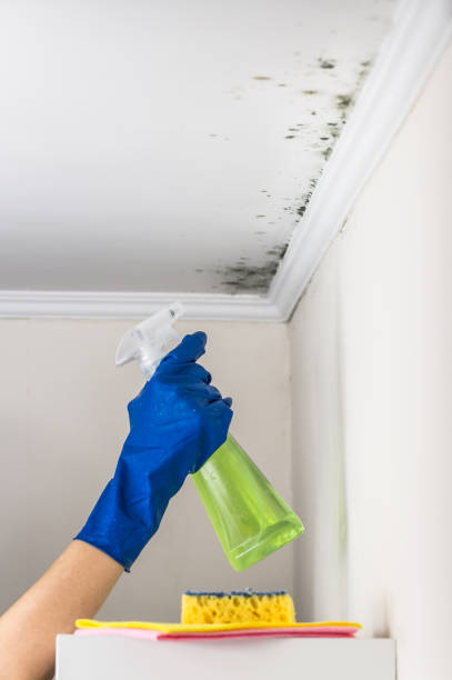 Best Same-Day Mold Removal  in Kerrville, TX
